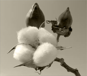   ( )
