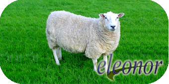 Одеяла овечья шерсть
