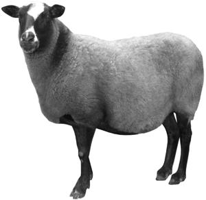 Подушки овечья шерсть
